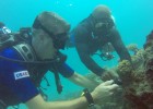 Volunteer “citizen-scientists” in Maldives monitor marine biodiversity.