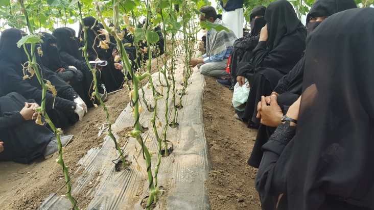 Tomato production training in De Sefal District.