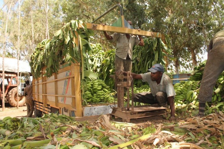 Banana producers weighing in their profits.