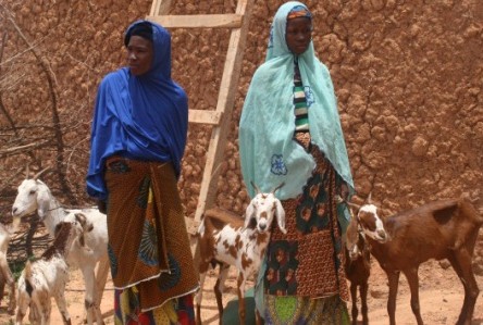 Nigerien women show off the goats they care for through habbanayé, a traditional livestock sharing practice.