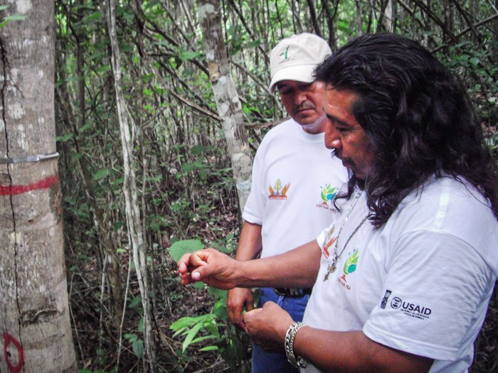 Administración forestal en Síijil Noh Há