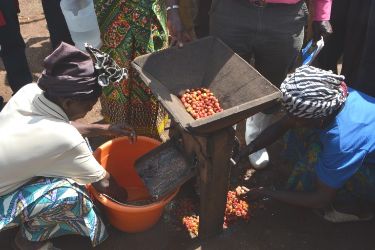 Removing the pulp from coffee cherries using a traditional, inefficient machine