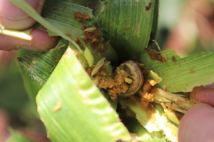 Food Security in Southern Africa