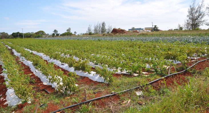 A cross-section of Munro College’s 3-acre farm, which produces sweet peppers, scotch bonnet peppers, broccoli and cauliflower.