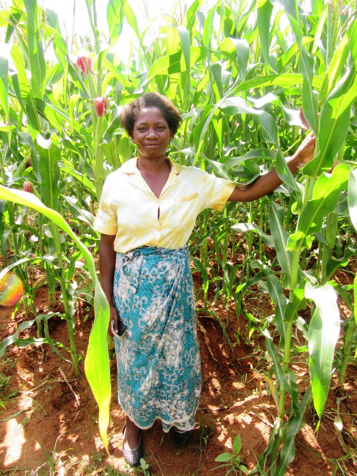 Edna Ndalama stands with her healthy and high-yielding drought tolerant maize.