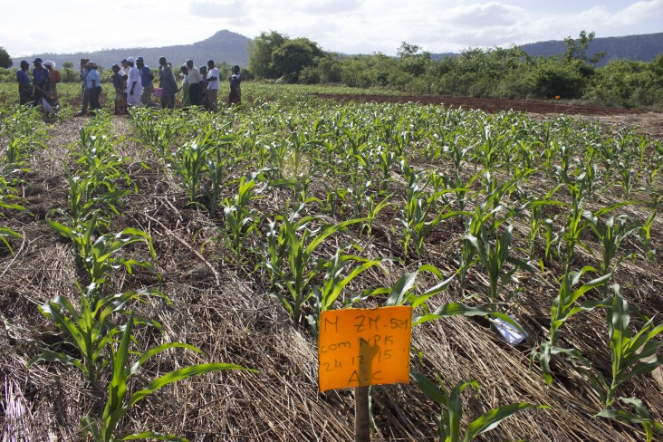 Phoenix seed ZM521 is clearly marked in Cristina Pulseira’s demonstration plot while she gives a field training nearby.