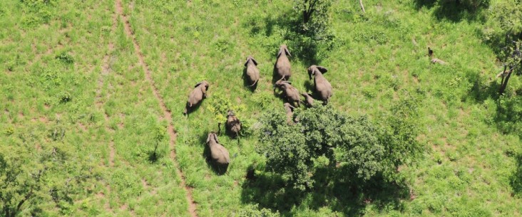 Niassa elephant herd