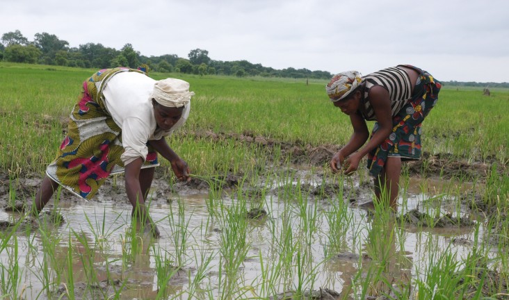 Nigeria agriculture