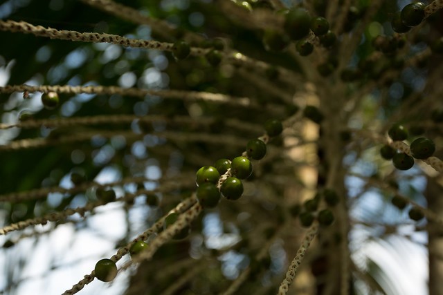 USAID/Brazil supports the development of sustainable value chains, such as açaí (picture), brazilian nuts, oils and other products in partnership with several organizations. 