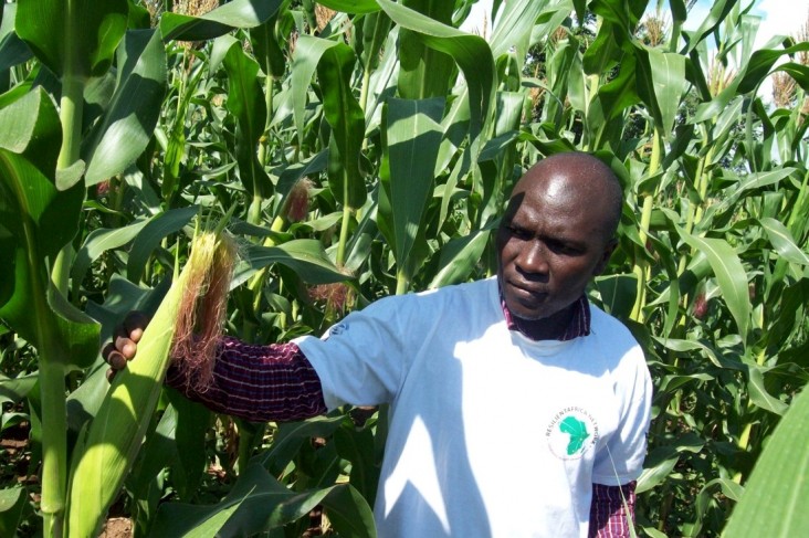 Kenneth Wanyama, Improved Push and Pull project team leader, surveys the maize garden for stem-eating larvae.