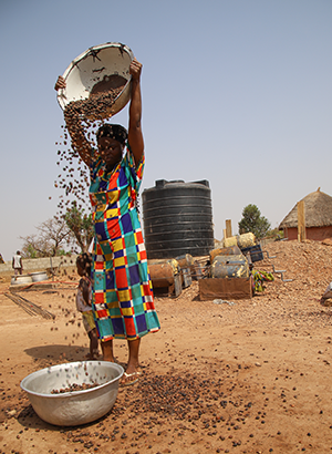 Photo of woman processing shea nuts