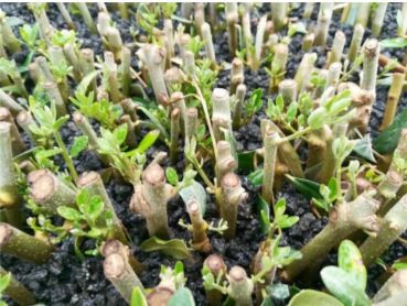 Healthy olive cuttings growing in a Raqqa nursery.