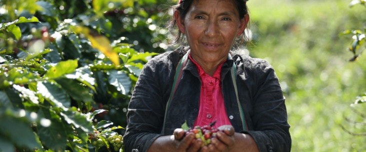 Woman gathers coffee in San Ignacio, Peru