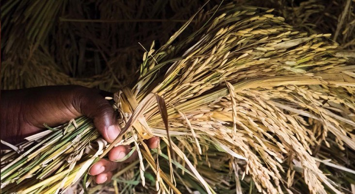 holding  grains