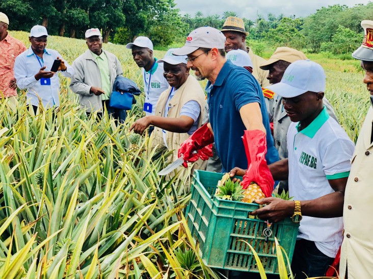 Pineapple Harvest in Kindia, Guinea