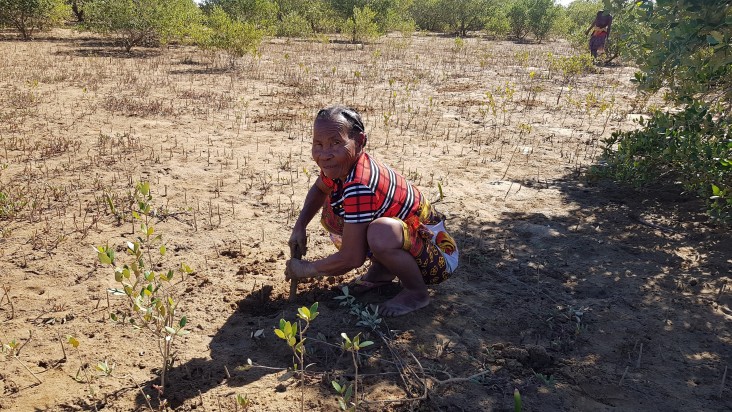 La communauté locale prend l’initiative de reboiser la mangrove 