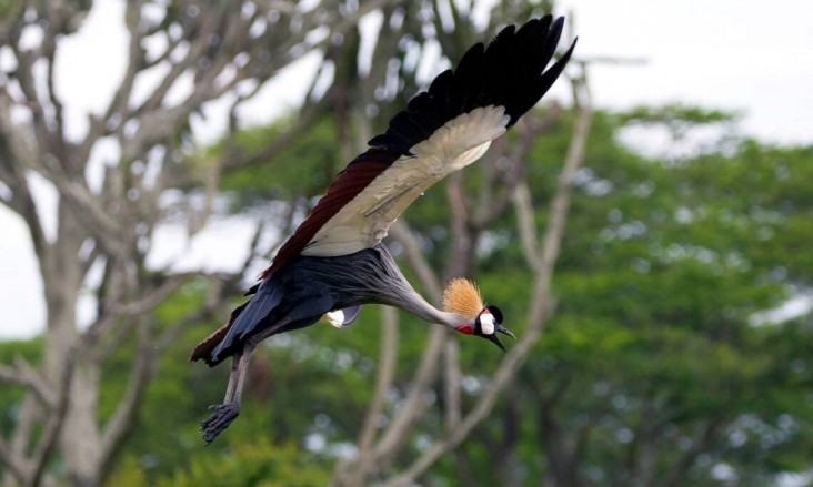 Gray crowned Crane