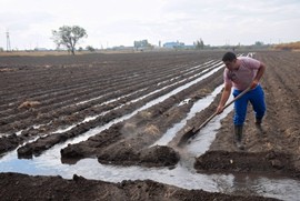 Man works on irrigated land