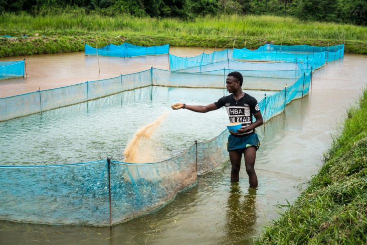 USAID's aquaculture project teaches beneficiaries to construct and stock fish ponds in Tonkolili.