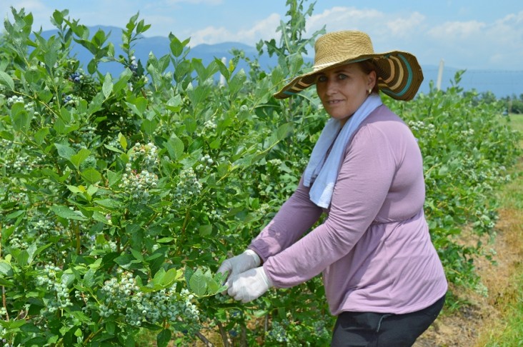 Kosovo Blueberries filling markets in Netherlands