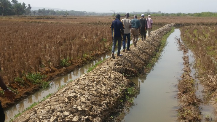 In Boffa, USAID’s ILADP helps rehabilitate the dike protection system to increase rice production.