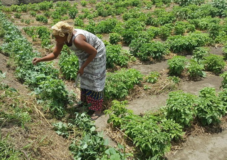 Djenabou Camara working on her farm in Tougnifily, Boffa.