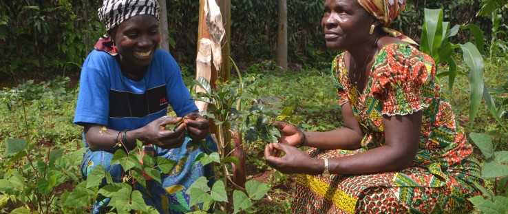 Jeannine Balagizi, left, and fellow farmer Beatrice Cibalonza M’Nyabahara grow beans among their coffee trees.