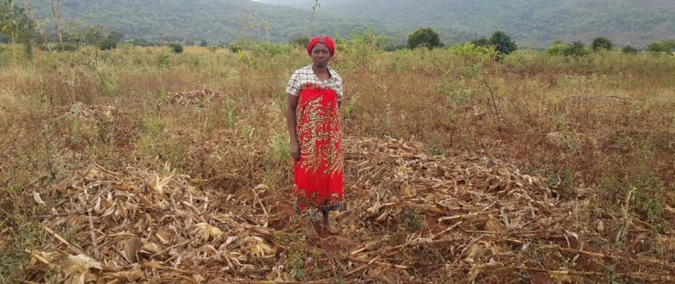 After harvesting her maize field outside Liwonde Forest Reserve, Edna Ndalama adheres to conservation agriculture practice and keeps the maize stalks in the field instead of the traditional practice of burning them.