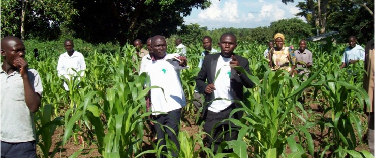 Innovators and ResilientAfrica Network staff meet with farmers to evaluate crop condition and search for weeds and pests.