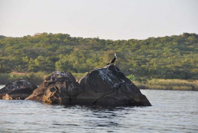 The new fisheries management strategies developed through the establishment of the Lake Niassa Reserve, including community-desi