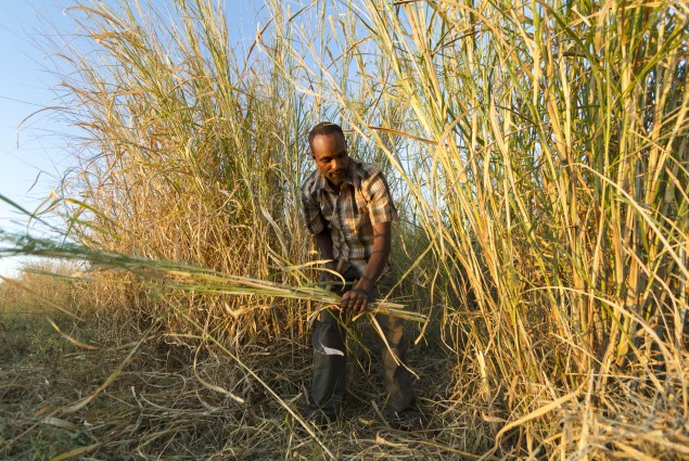 Aman Hassan Harvests Elephant Grass