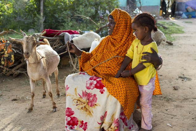 Money Belt, One of Shamis's Four Goats