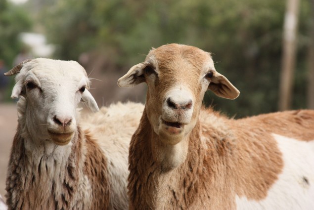 Ethiopian Sheep