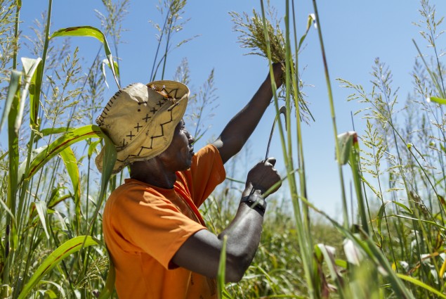 Farah Gamadid Grows Fodder