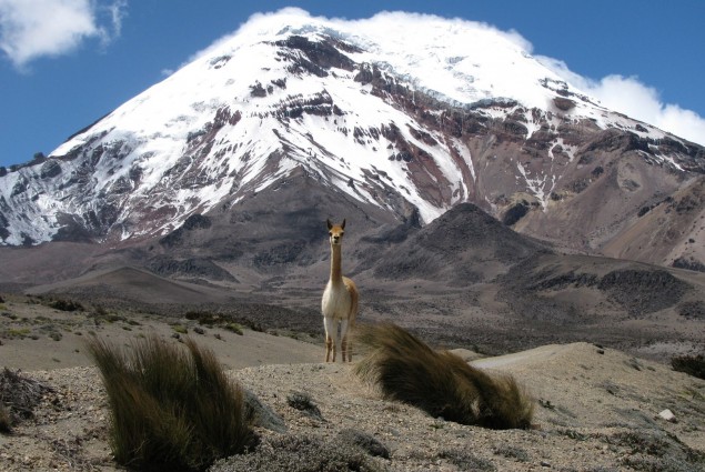 Llama at Chimborazo 