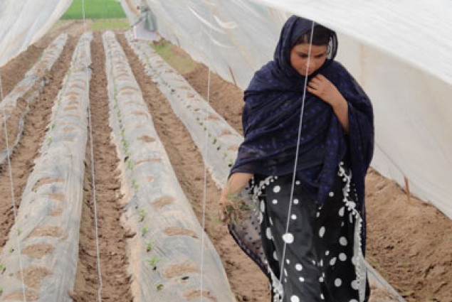 Zaibo Bibi at a model training farm for tunnel farming.