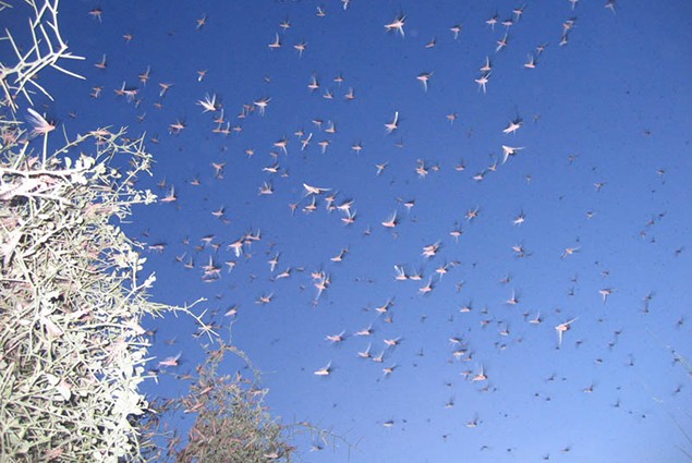 Locust - Locust Swarm Acacia Trees