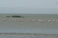 Flamingos