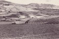 Man Riding Tractor in Fields