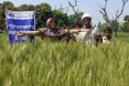 Nuzhat Bibi with her family at her wheat field