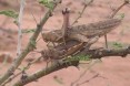 Copulating Tree Locust in Sudan 