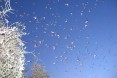 Locust - Locust Swarm Acacia Trees