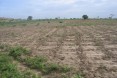 Locust - A Peanut Field Destroyed by Locust