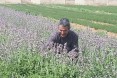 Used as a spice and for making tea, sage can be an important export crop for Palestinian farmers. The better quality water resul