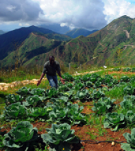 Amid rows of cabbage, John Atis talks about the crop grown at the Wynne Farm, a mountaintop training facility for farmers in Ken