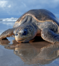 In Nicarague, an endangered sea turtle makes its way across the beach at the La Flor Wildlife Refuge.  Credit: Jerry Bauer, US F