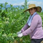 Kosovo Blueberries filling markets in Netherlands