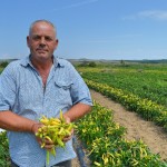 Turning New Chili Pepper Crop Into Commercial Business