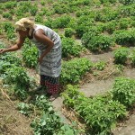 Djenabou Camara working on her farm in Tougnifily, Boffa.