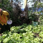 Kitchen Gardens Flourish in Samoa